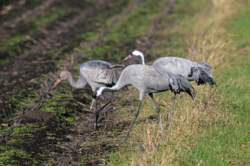 Kraniche (Grus grus) auf einem Mais-Feld // Common cranes on a corn field © bennytrapp