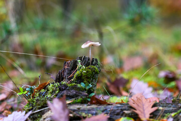 Mushroom in the autumn forest. Autumn forest landscapes