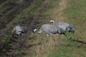 Kraniche (Grus grus) auf einem Mais-Feld // Common cranes on a corn field © bennytrapp