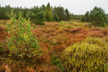 Peat bogs, the Bieszczady Mountains in Poland, a beautiful autumn landscape