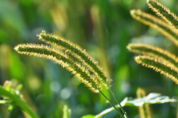 Setaria grows in the field.