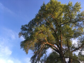 oak tree