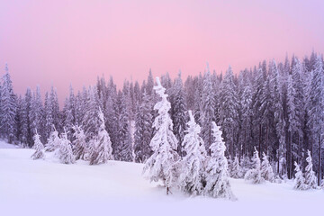 Snow-covered trees on a mountainside against a sunset background.
