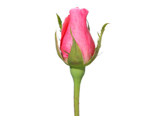 Pink rosebud isolated on white background - obrazy, fototapety, plakaty