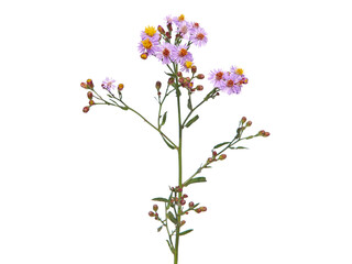 Naklejka na ściany i meble Purple flower of sea aster or seashore aster isolated on white background. Tripolium pannonicum