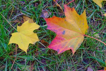 Leaf fall. Two fallen colorful yellow, golden red maple leaves on the green grass lawn. Bright autumn foliage. Natural autumn background with copy space. 