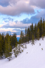 Obraz na płótnie Canvas Snow-covered mountainside with green fir trees at sunrise.