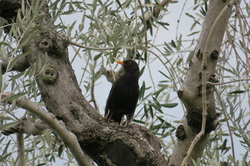 Vogel im Baum