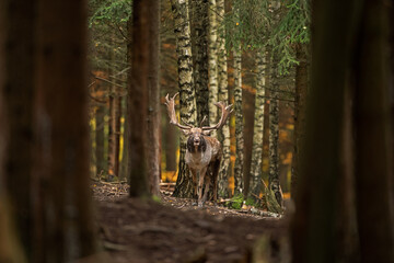 Fallow deer during the rutting period. Strong deer male on in his territory. European wildlife nature. Autumn in the animal kingdom.