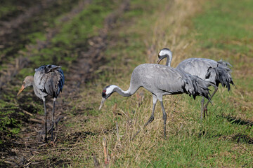 Kraniche (Grus grus) auf einem Mais-Feld // Common cranes on a corn field © bennytrapp