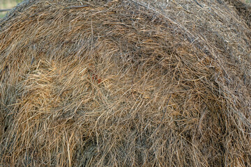 haystacks of dried hay