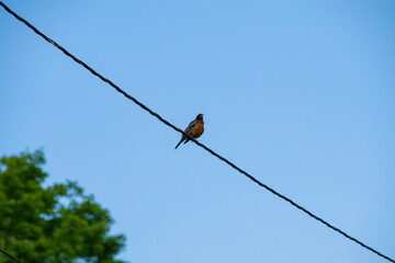 robin on a wire