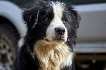 dog carefully observes what is happening around him