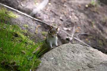 Obraz premium cute chipmunk
