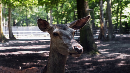 Young deer - head, photo up close.