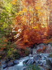 herbstlich buntes Buchenlaub an Bachufer im Sonnenschein