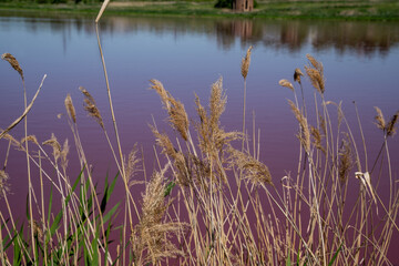 pink small lake