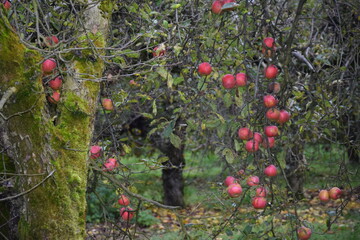 Jabłonie w starym sadzie jesienią - obrazy, fototapety, plakaty