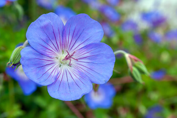 Blue flower Geranium himalayense Rozanne in the garden.