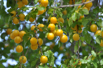 On the branch ripen fruits of plums (Prunus cerasifera).