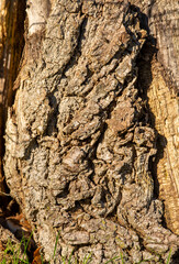 Detailed macro of texture on tree bark in autumn