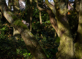 Gray squirrel in the English countryside eating on a tree