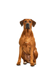 Rhodesian ridgeback dog sitting. Isolated on white background.