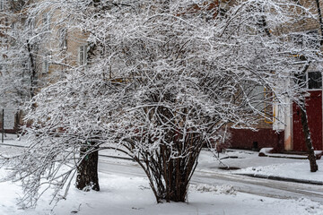 Snow covered tree in winter. Beautiful winter courtyard in Moscow Russia.