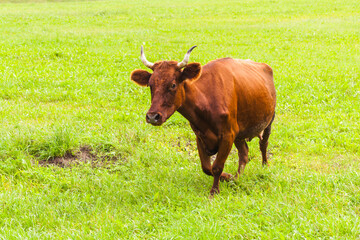 Brown cow walks on green meadow in summer