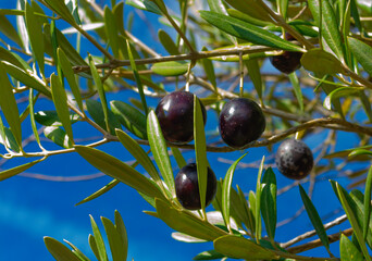 Autumn harvest of olives. Branch with olives