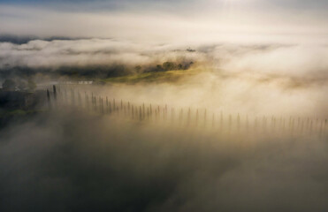 The alley of cypress trees on the covered with clouds meadows and fields shooted in the early misty morning. Above clouds aerial top view beautiful shot.