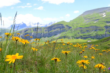 Blühende Almwiesen vor Bergen