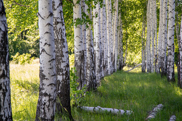 birches in the forest