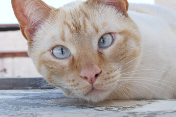 Close-up of blue-eyed cat staring at camera.