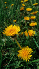 yellow dandelion flower