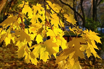 Leaf fall. Lush maple branch with bright yellow golden autumn leaves shining in bright sunshine on blurred park background.Bright autumn foliage. Natural autumn background.