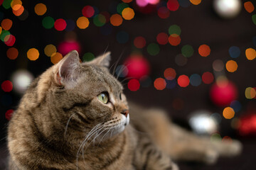 The cat lies on a dark background with multi-colored glowing garlands.