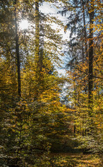 Fototapeta premium Waldweg im Herbst