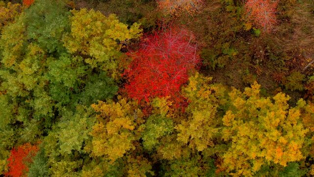Bosco di alberi di faggio durante il foliage d'autunno, Italia - Forest of beech trees during autumn foliage, Italy