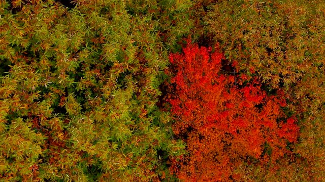 bosco colorato nella stagione autunnale.