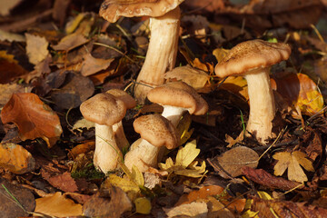 Closeup of Honey fungi (Armillaria). Maybe Armillaria lutea, but there are similar species. Family Physalacriaceae. Autumn in a Dutch garden. Netherlands October  