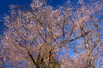 城峯公園　冬桜