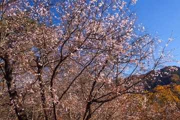 Naklejka premium 城峯公園 冬桜
