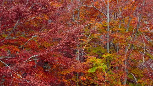 Bosco di alberi di faggio durante il foliage d'autunno, Italia - Forest of beech trees during autumn foliage, Italy