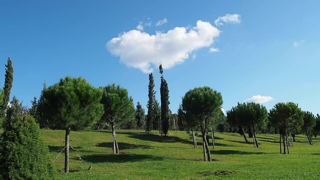 Urban forest landscape. Trees, sky and grass.