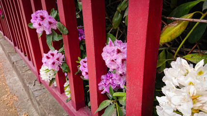Flower And Buds Of The Magnolia Grandiflora, The Southern Magnolia Or Bull Bay, Tree Of The Family Magnoliaceae.