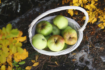 ripe garden apples in a white basket