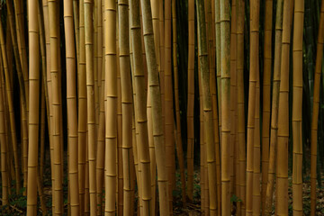 Bambou jaune