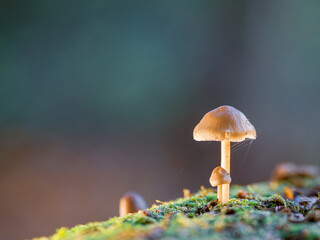 some small tree fungi grow on a dead tree trunk