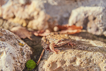 A frog, Slightly blurred in the sunlight, sits on the rocks.